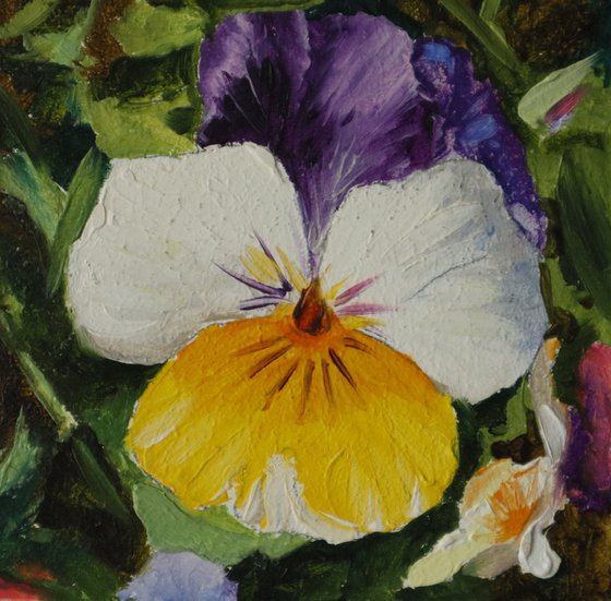Framed Pansy Miniature Set