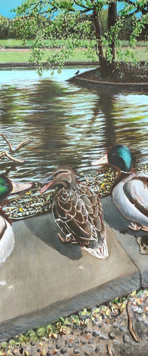 Duck Buddies by Anthony Edwards