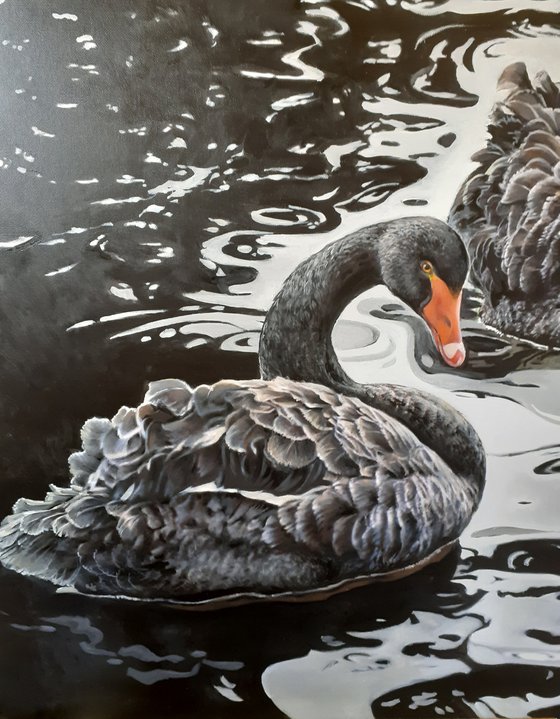 BLACK SWANS