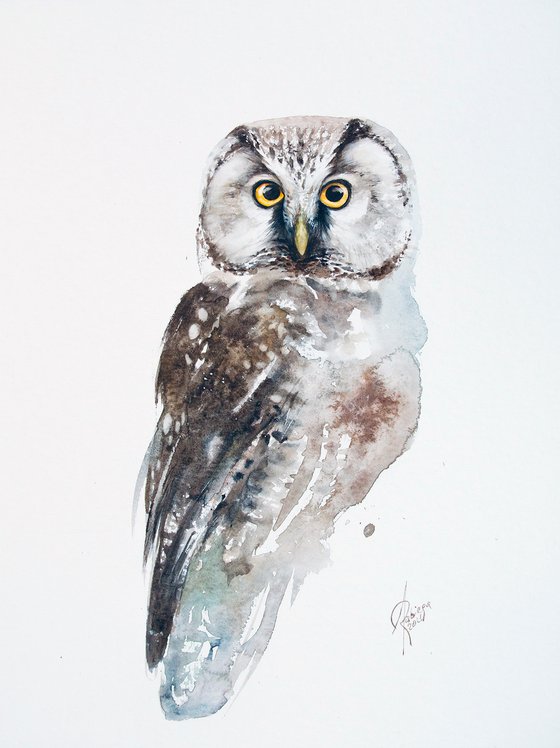 Boreal Owl