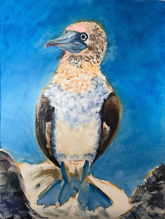 Blue-Footed Boobie