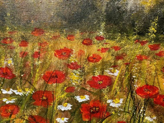 Summer Poppy Field