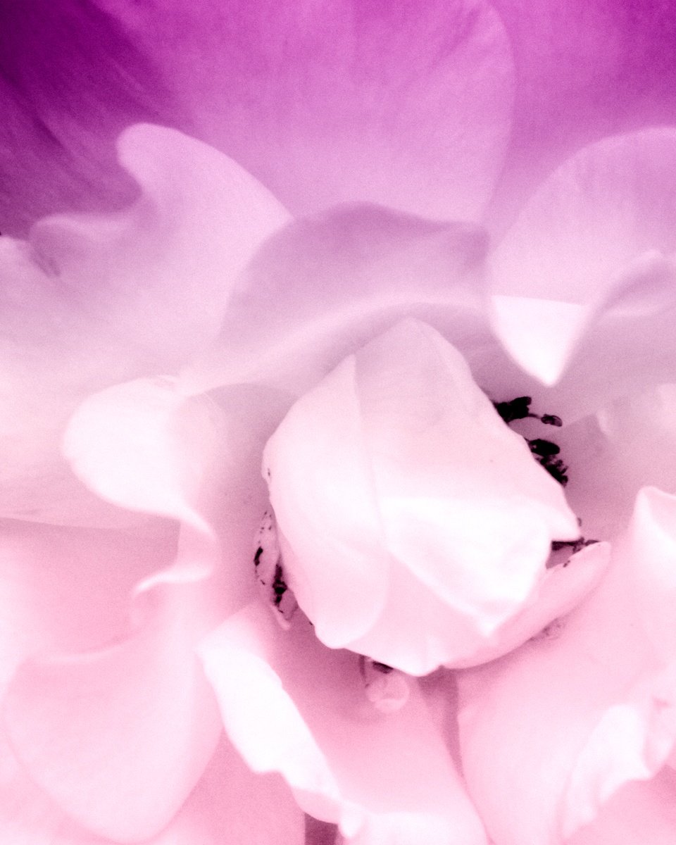 Impressionistic Botanical Photograph By William Dey, 18 X 22", Pale Violet Rose Palm Springs, Original Artwork