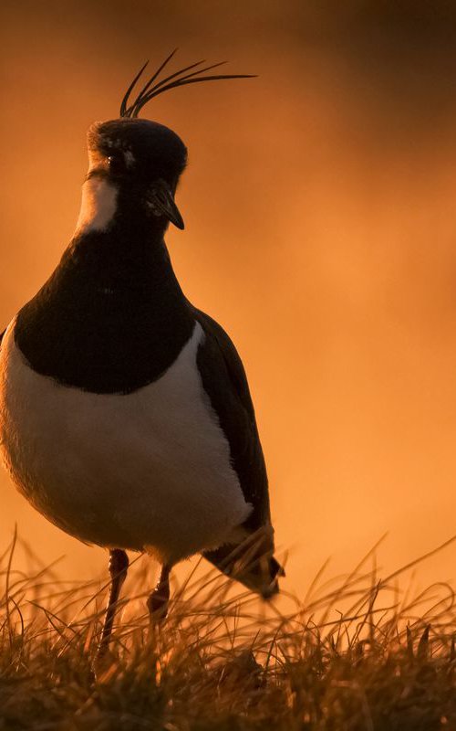 Photography | Birds | Vanellus vanellus by Boris Belchev