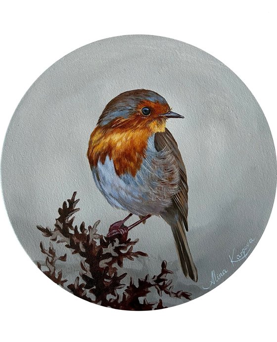 Robin bird
