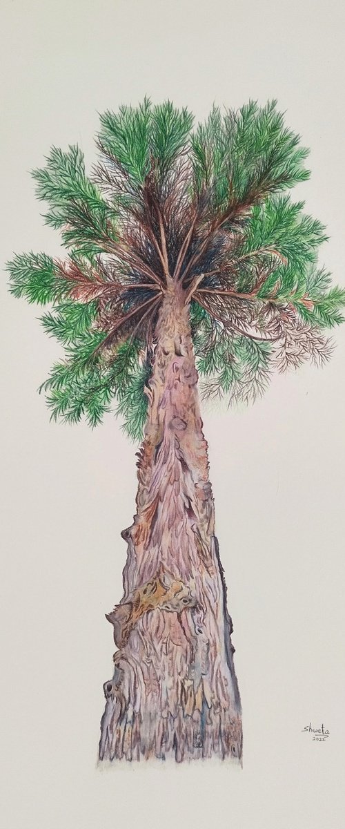 Himalayan Cedar tree by Shweta  Mahajan