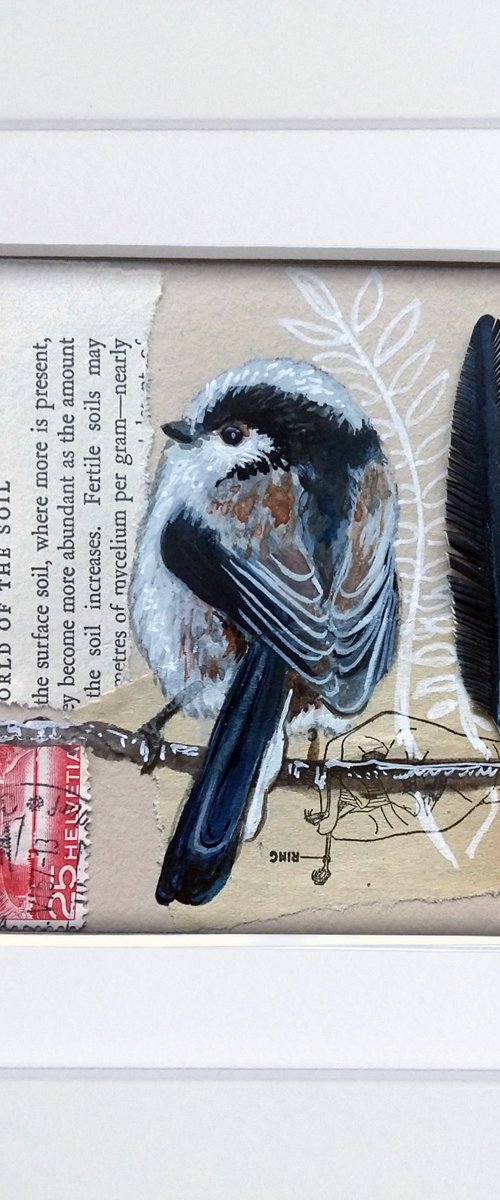 The Long tailed tit feather  (framed and ready to hang) by Carolynne Coulson