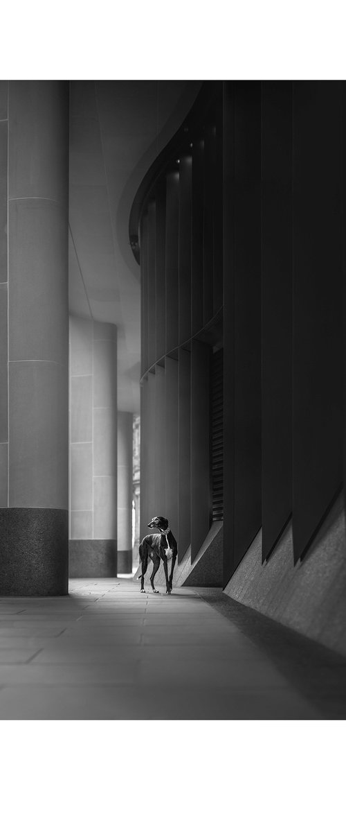 Greyhounds of London I by Elena Marchi