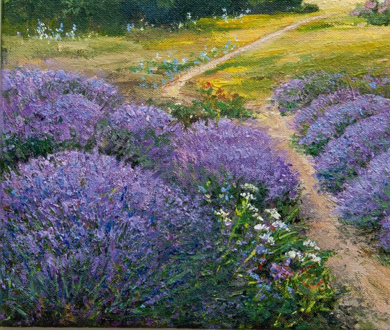 Lavender fields