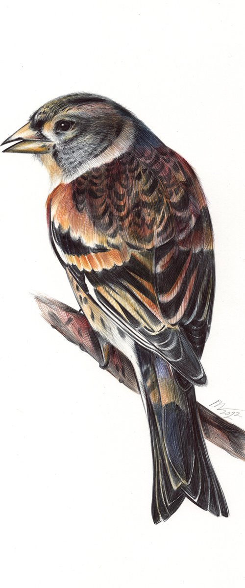 Brambling - Bird Portrait by Daria Maier