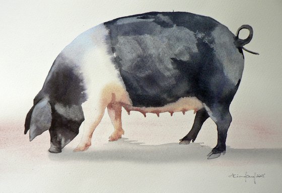 Watercolour Pig Painting - original British Saddleback Pig Painting