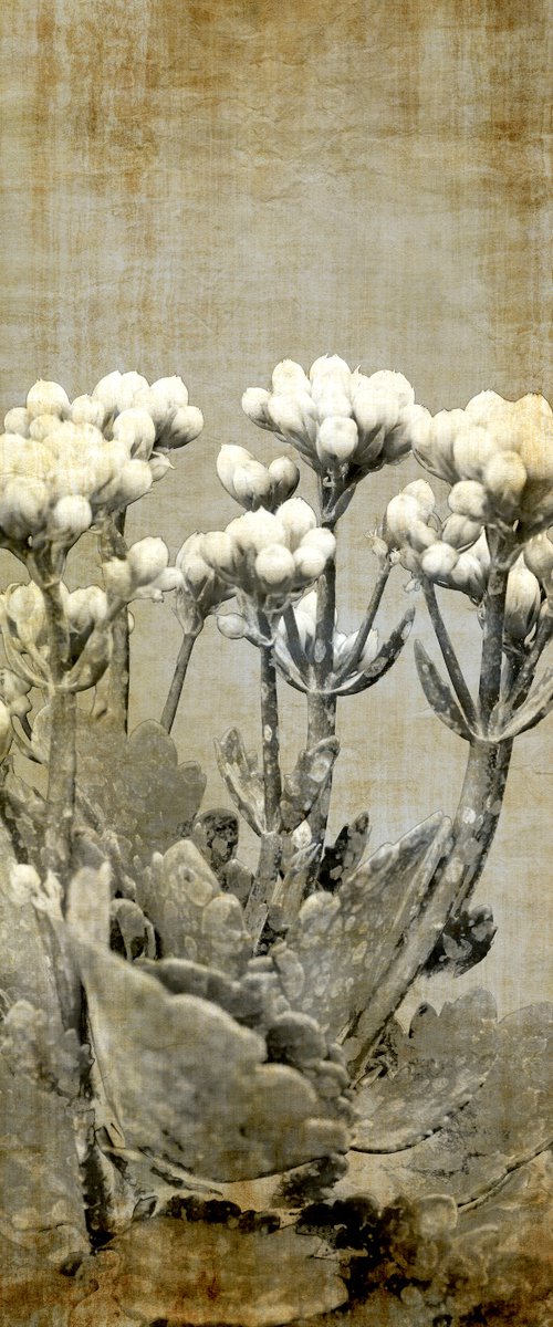 White flora vintage by Sumit Mehndiratta