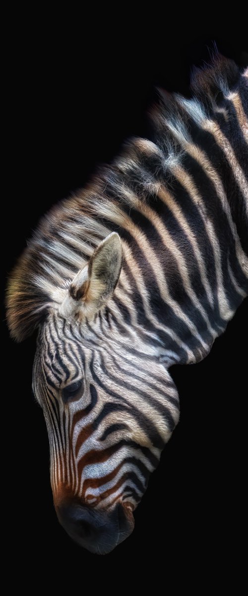 Zebra in colour by Paul Nash