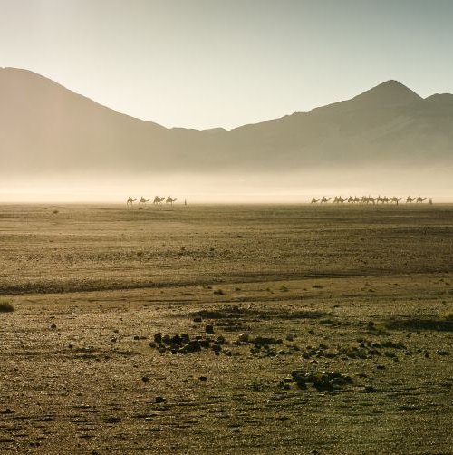 Camel Caravan - Sahara Desert by Michelle Williams Photography