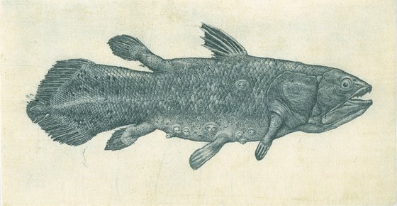 Latimeria Fish