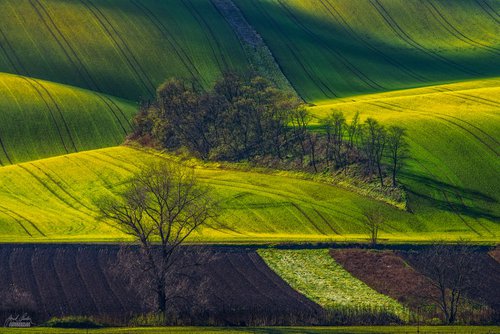 The fields and shadow play by Janek Sedlar