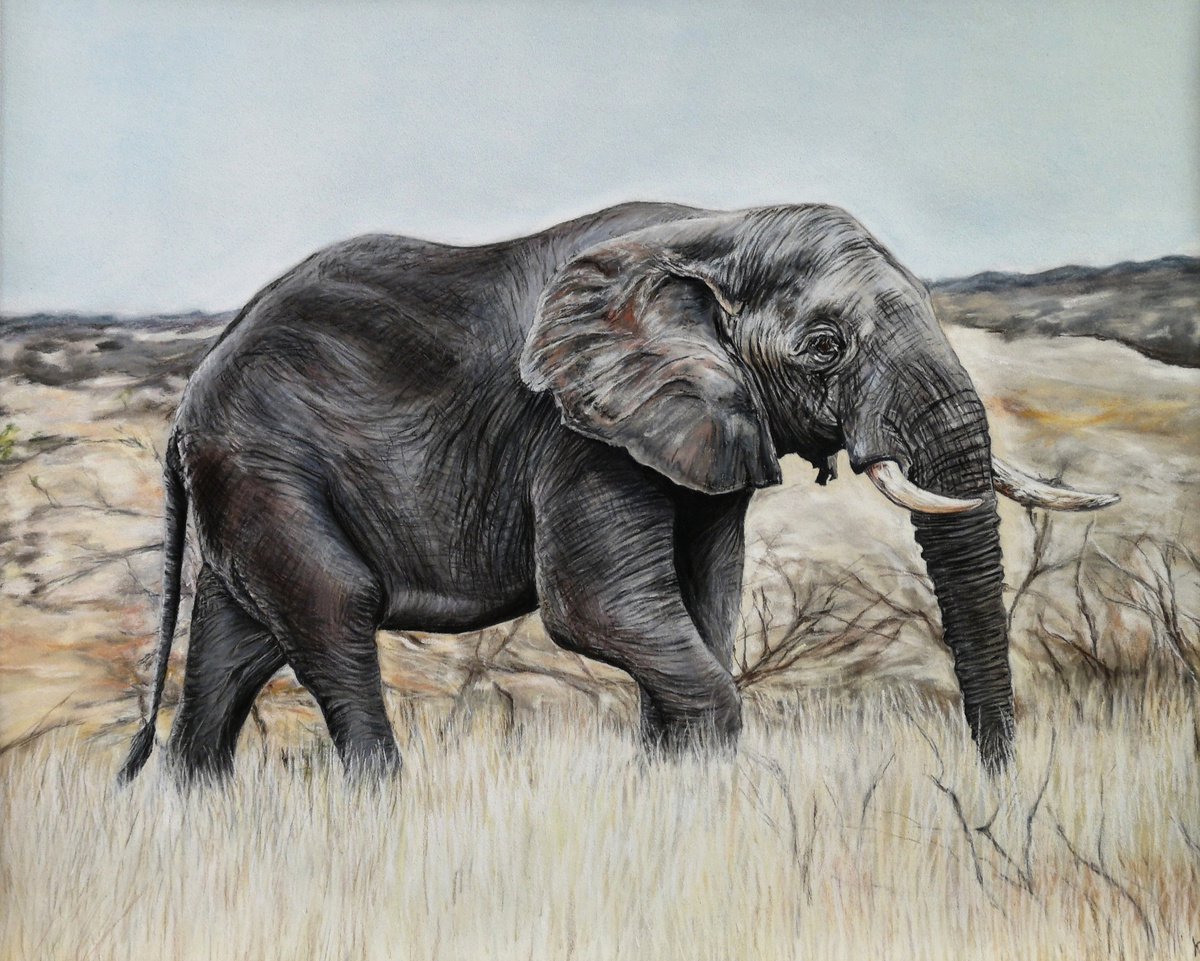 Elephant by Kamila Godlewska