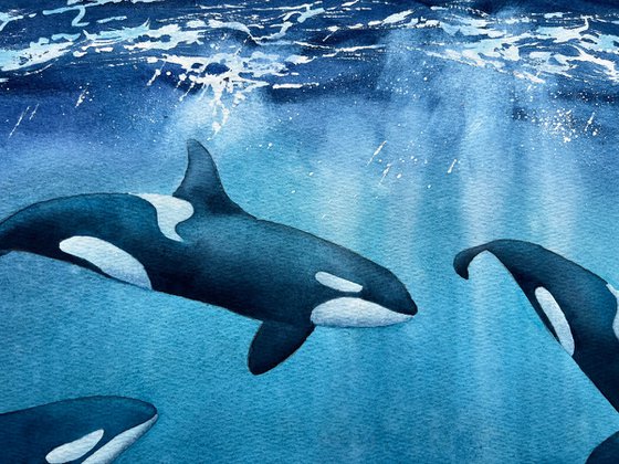 Killer whales underwater. Original artwork.