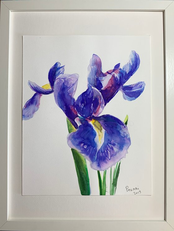 Iris