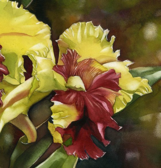 Double cattleya orchid