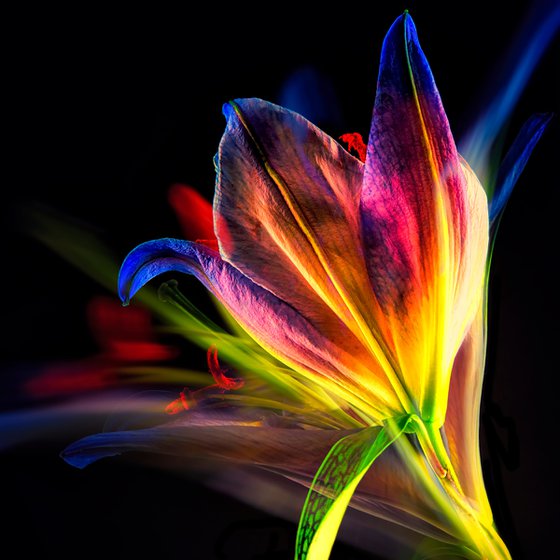Lilies #1 Abstract Multiple Exposure Photography of Dyed Lilies Limited Edition Framed Print on Aluminium #2/10