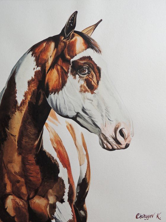 Horse portrait