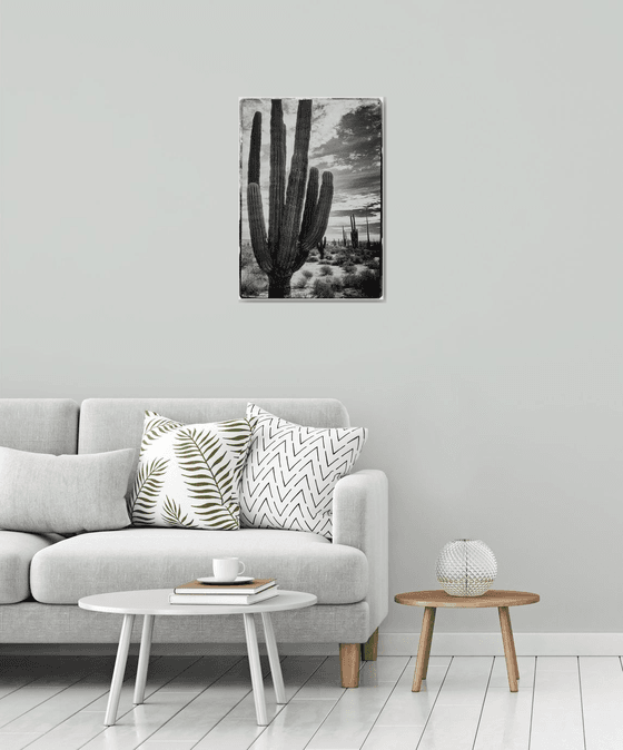 Saguaro, Baja California #2