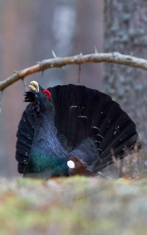 Birds | Tetrao urogallus by Boris Belchev