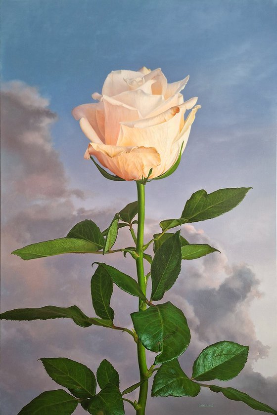 Rose II