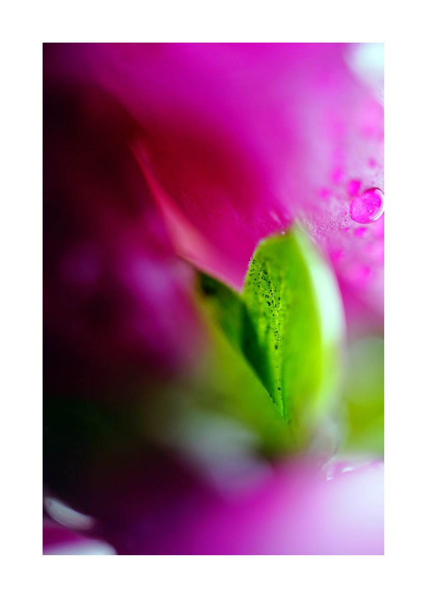 Abstract Nature Photography 71 (LIMITED EDITION OF 15) by Richard Vloemans