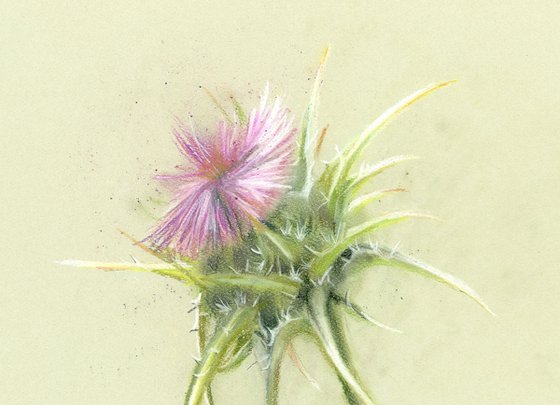 Thistle (soft pastel)