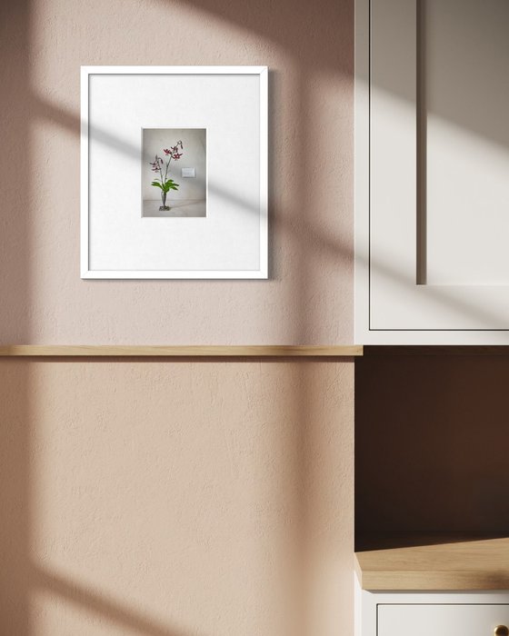 Lilium martagon