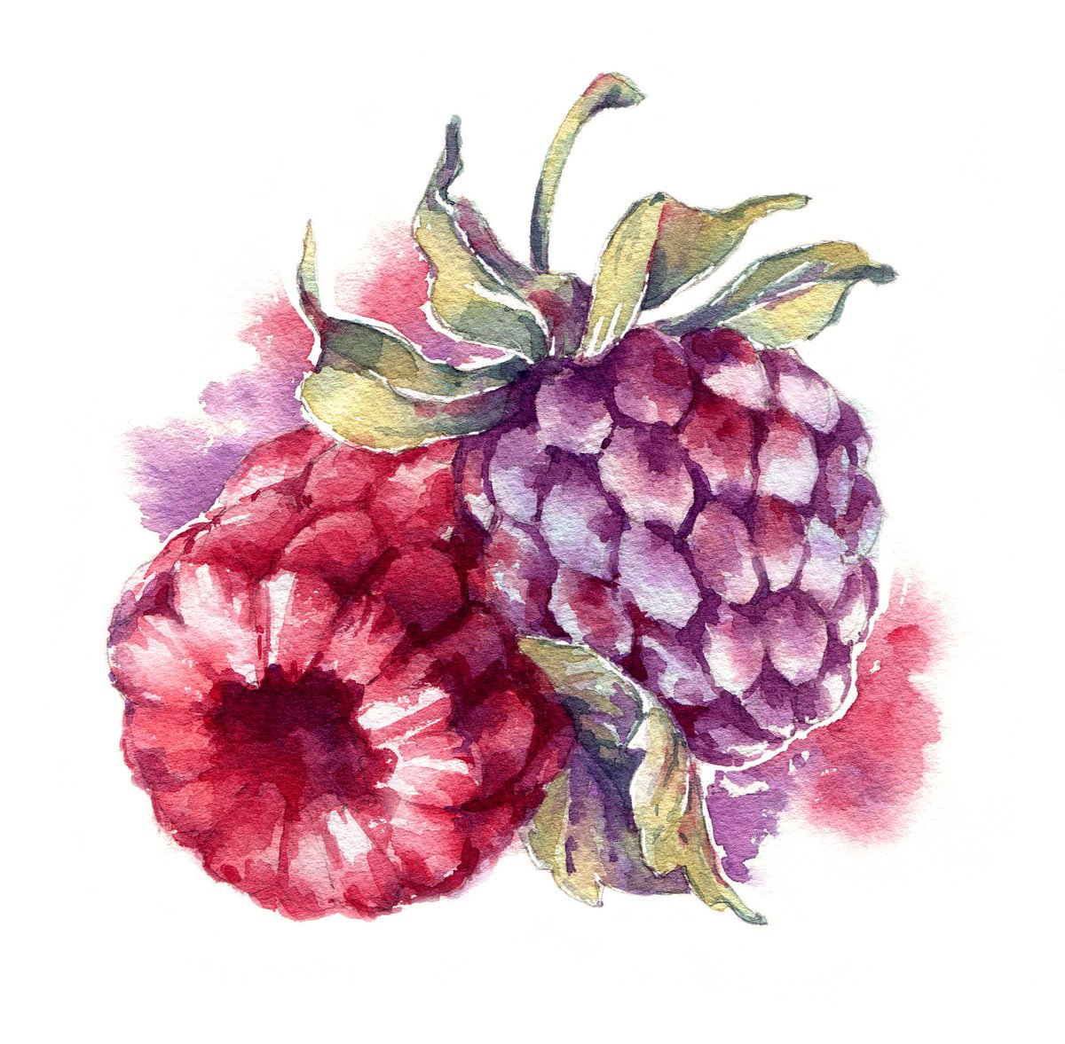 Raspberries and blackberries from the series of watercolor illustrations Berries by Ksenia Selianko