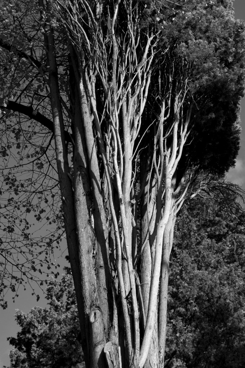 Photorealistic Botanical Photograph By Mattia Paoli, 39 X 59", #73 Florence Nature -Cypress, Original Artwork