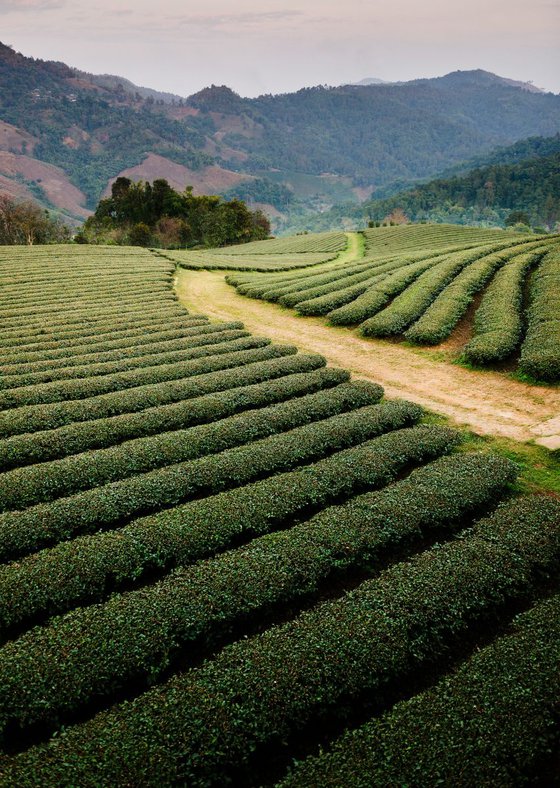 Mae Salong Tea Plantations, Thailand