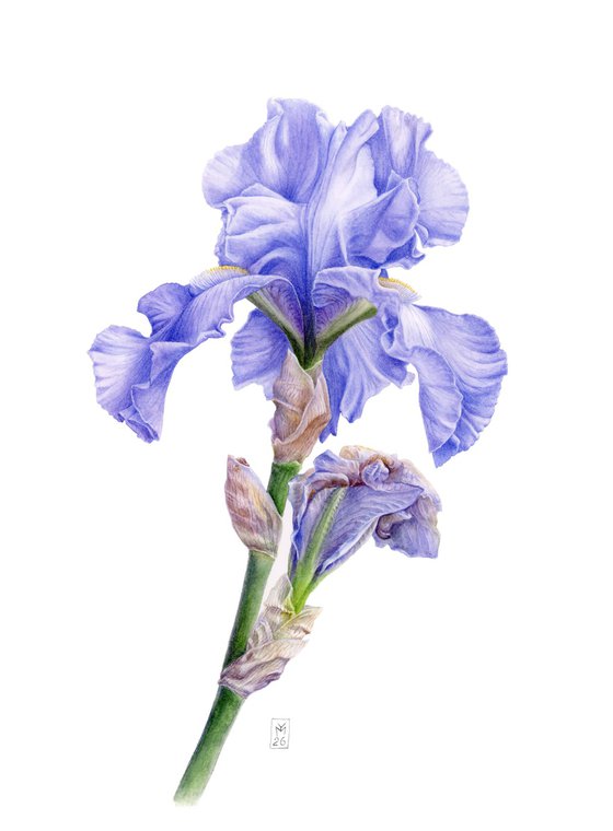 Blue Iris Front View