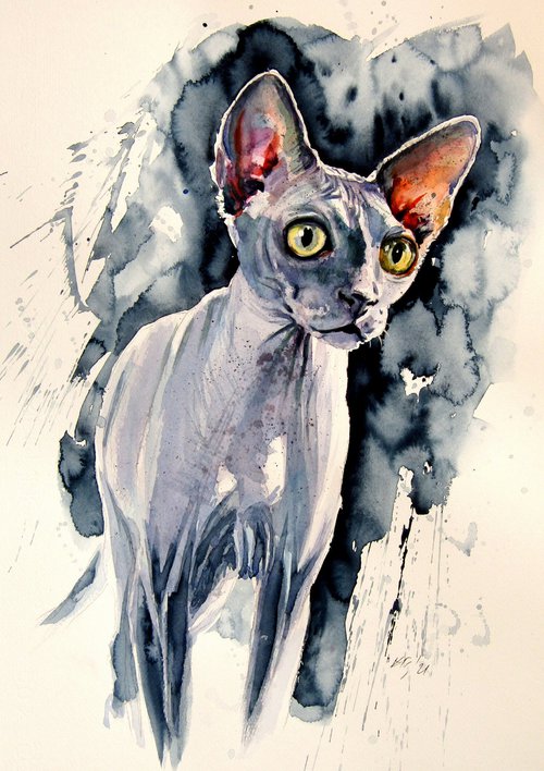 Sphynx cat by Kovács Anna Brigitta