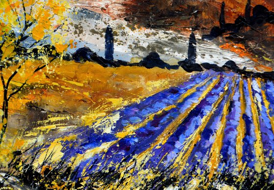 Lavender in Provence - 6523