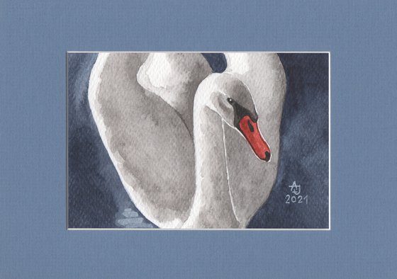 Fine pleasure - Swan 1