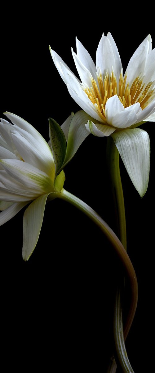 Water Lilies by Nadia Culph