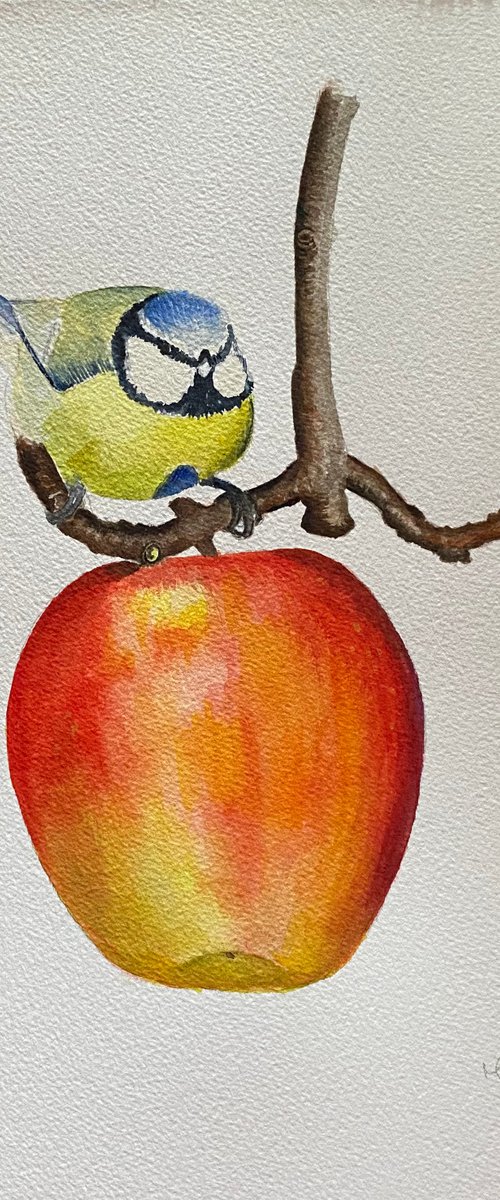 Blue tit on apple by Maxine Taylor
