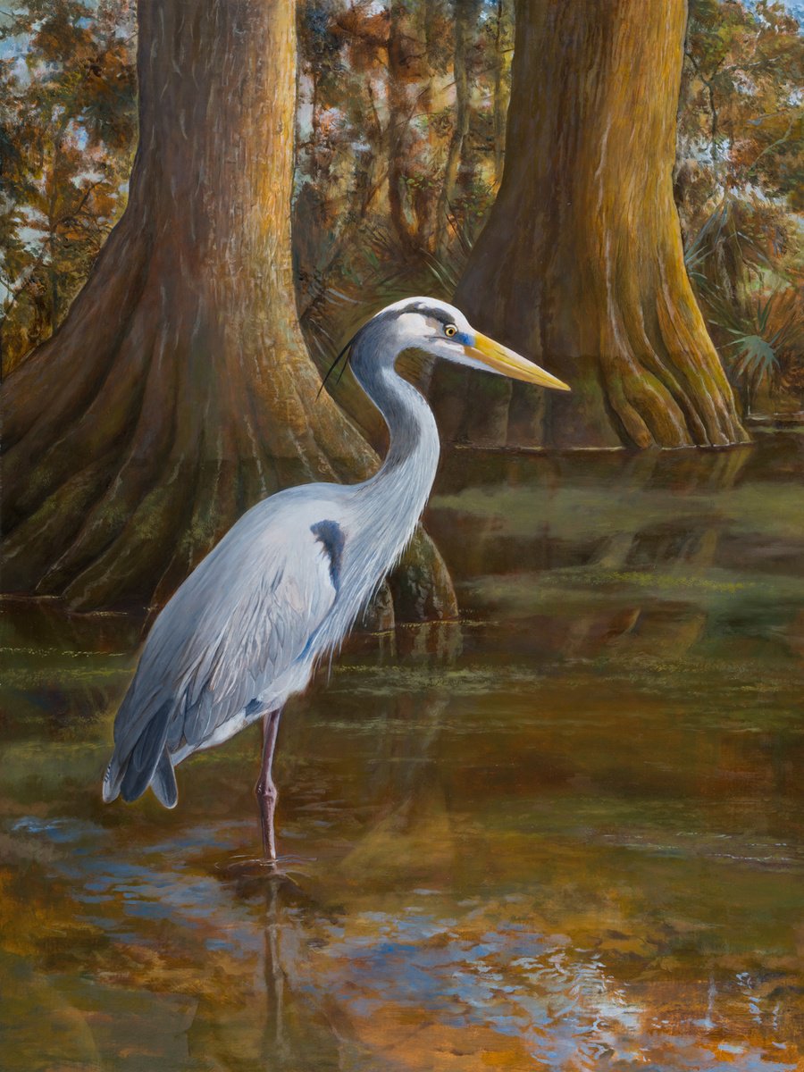 Great Blue Heron in Cypress Swamp by John Harne