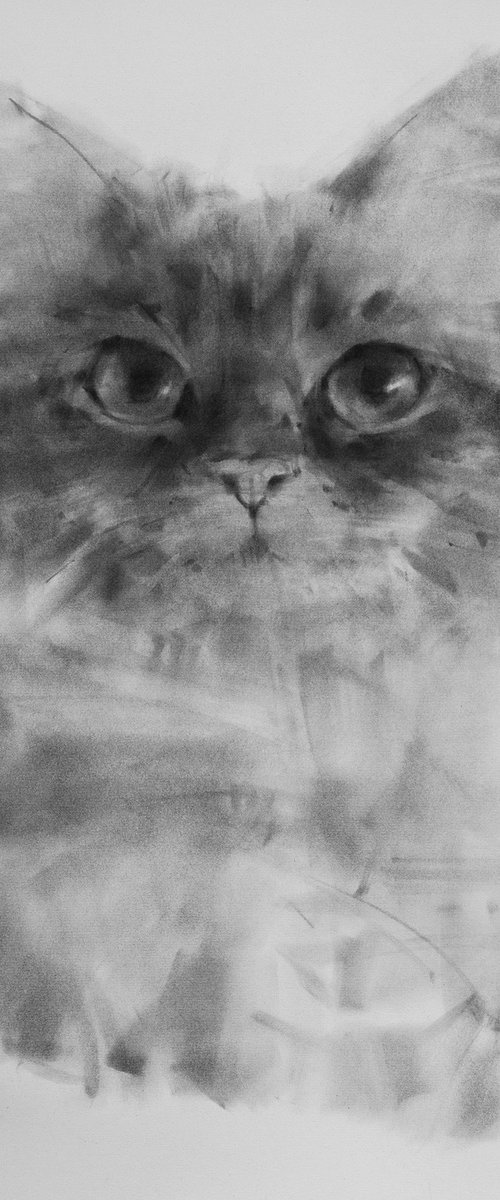 Portrait Of a Ragdoll Cat by Tianyin Wang