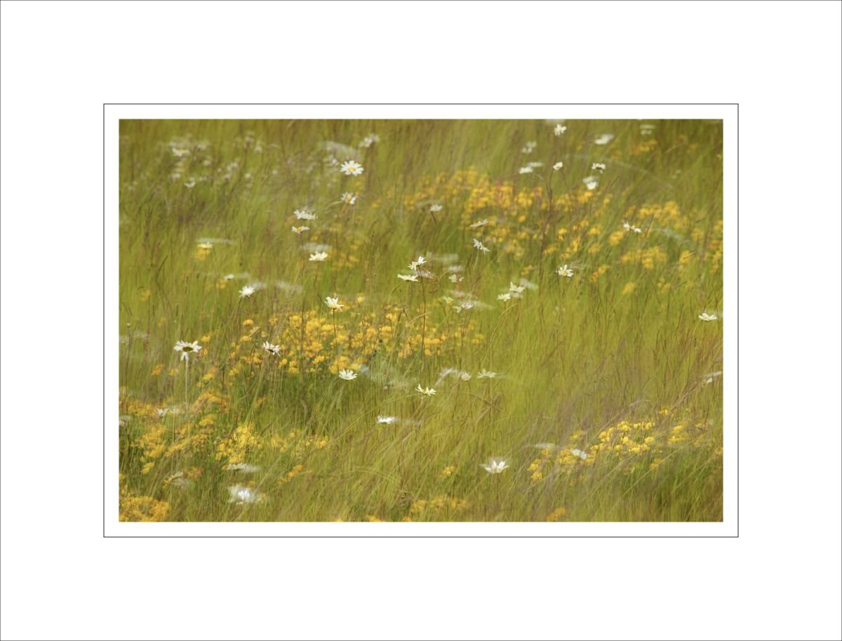 Swaying Wild Flower Meadow by Alan Ranger