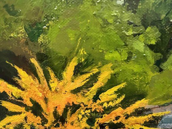 California Flannel Bush