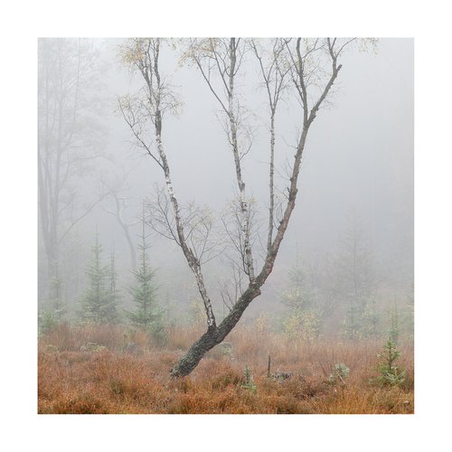 New Forest 2015-XII by David Baker