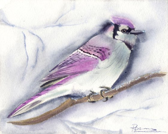 Pink Blue Jay Bird ORIGINAL Watercolor Painting