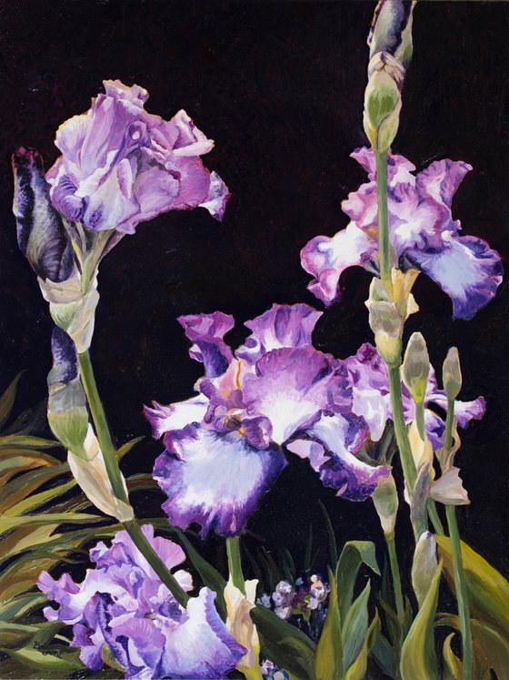 Iris