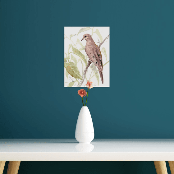 Mourning Dove