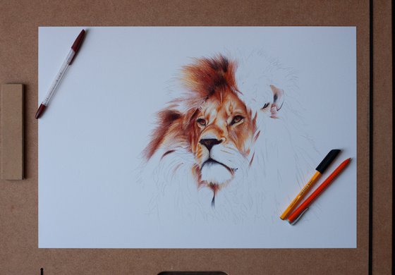 Lion - Animal Portrait